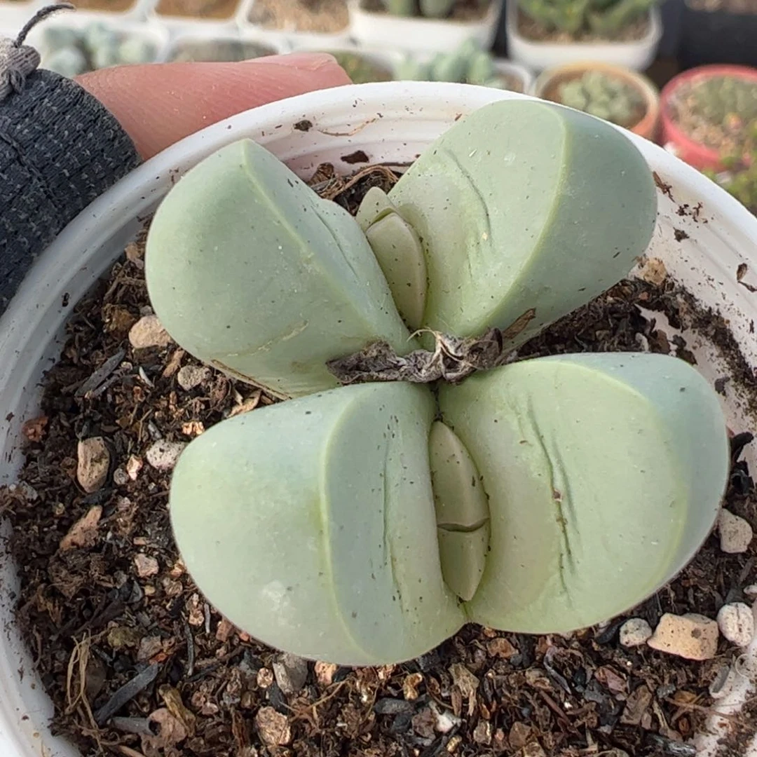 29.15多肉植物百科