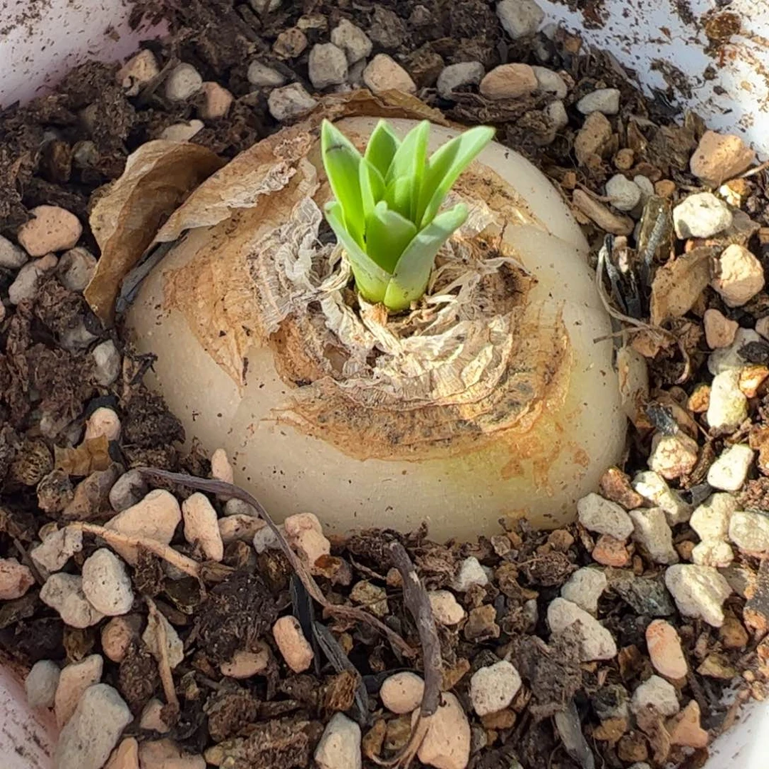 22032多肉植物百科