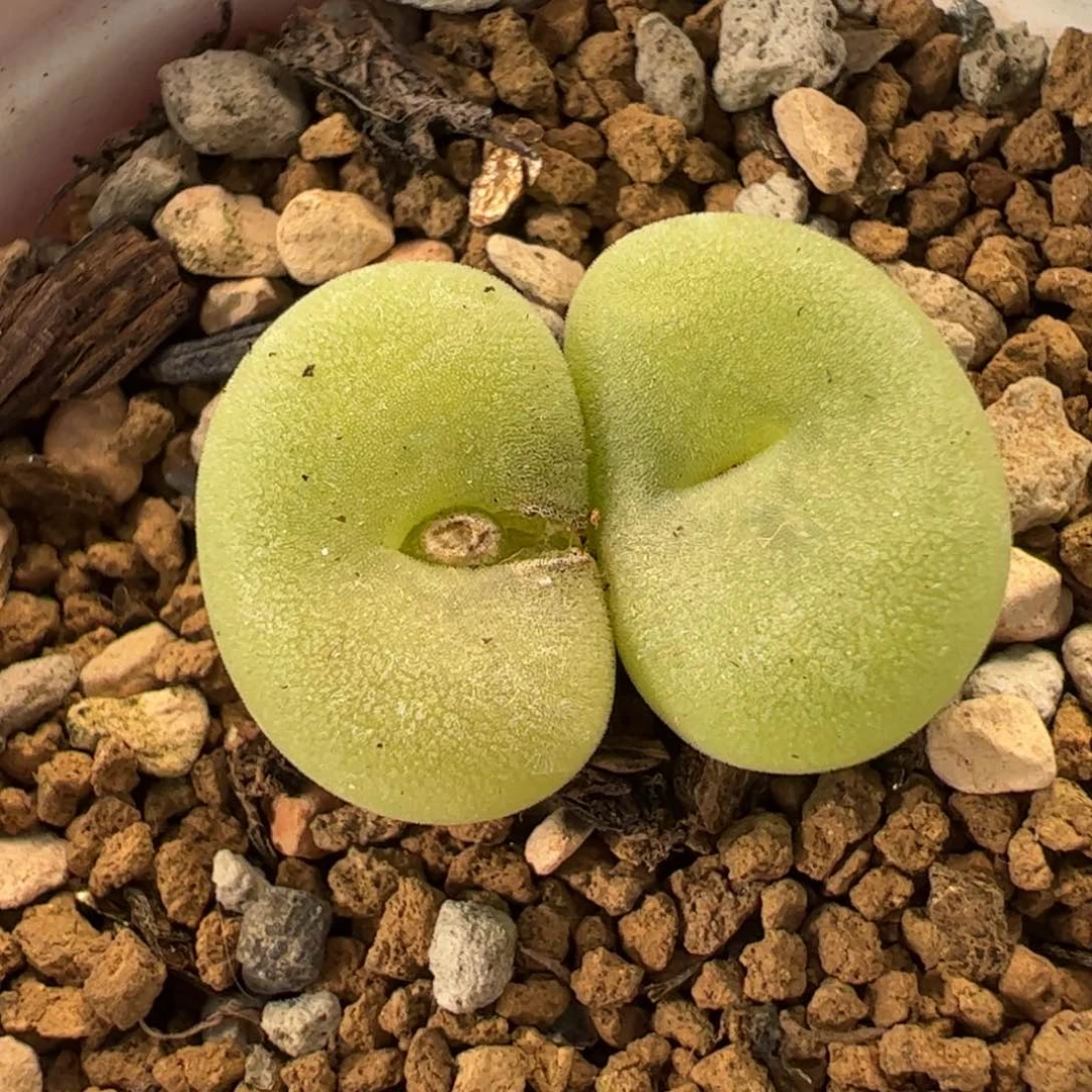 25048多肉植物百科