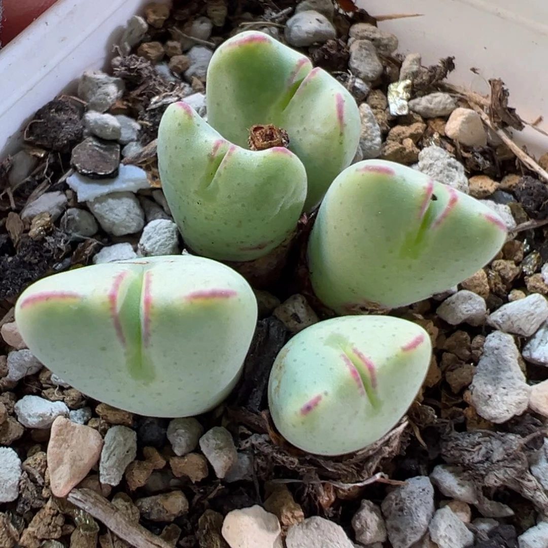 24022多肉植物种类