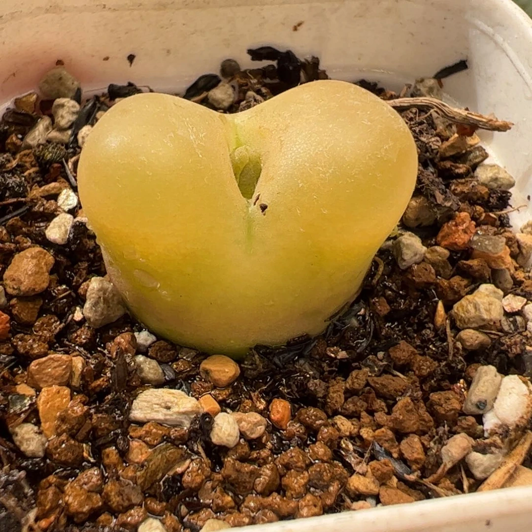 20033多肉植物百科