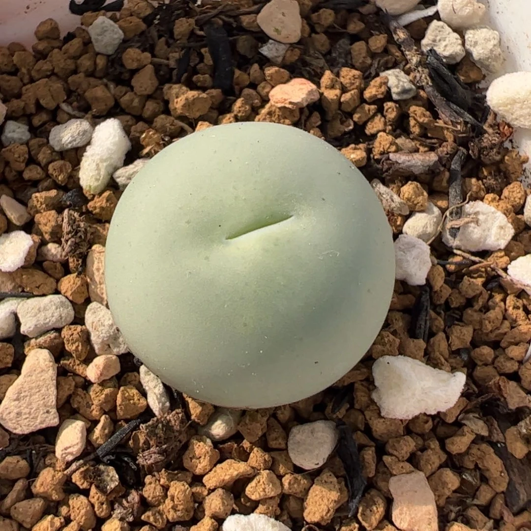 310123多肉植物百科