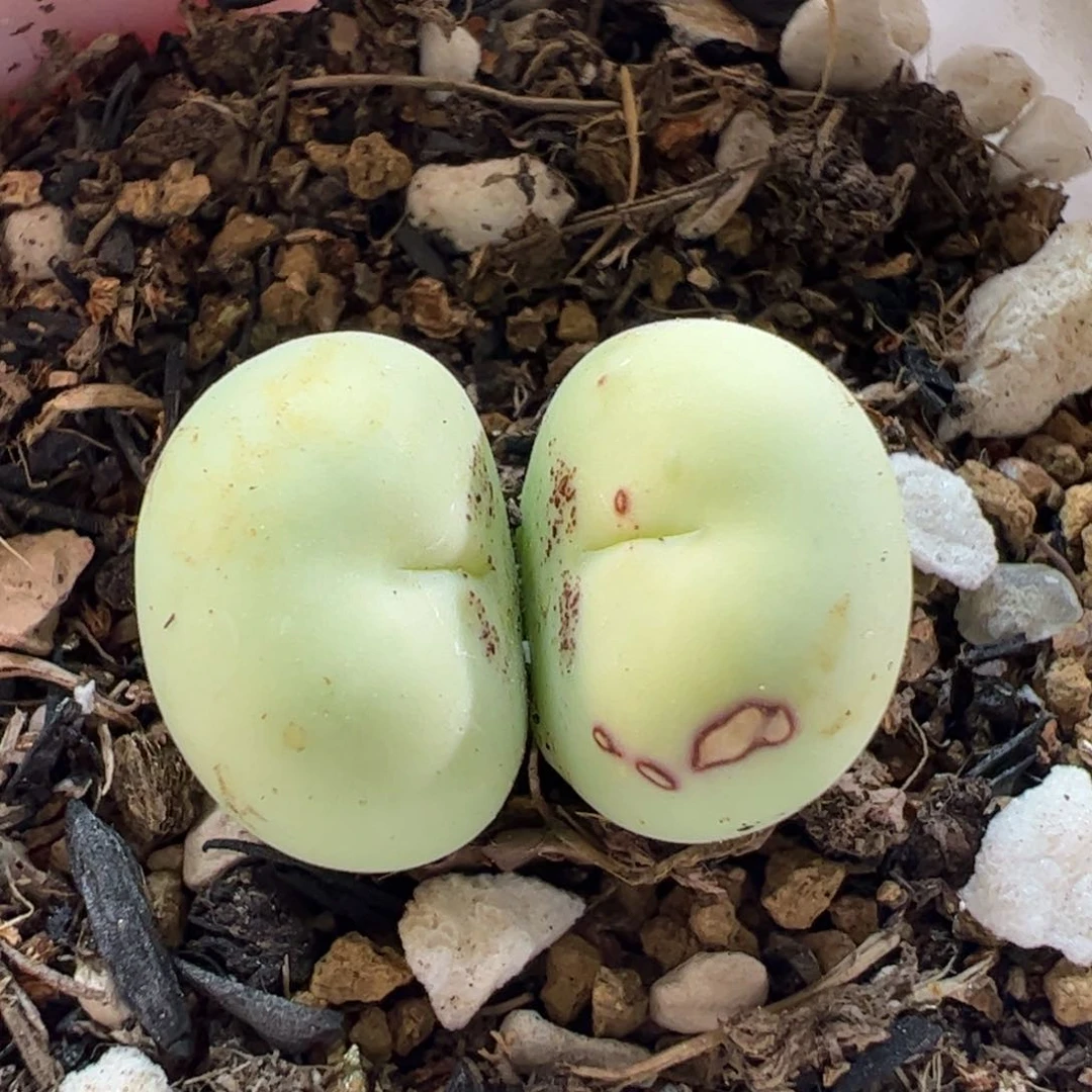270101多肉植物百科