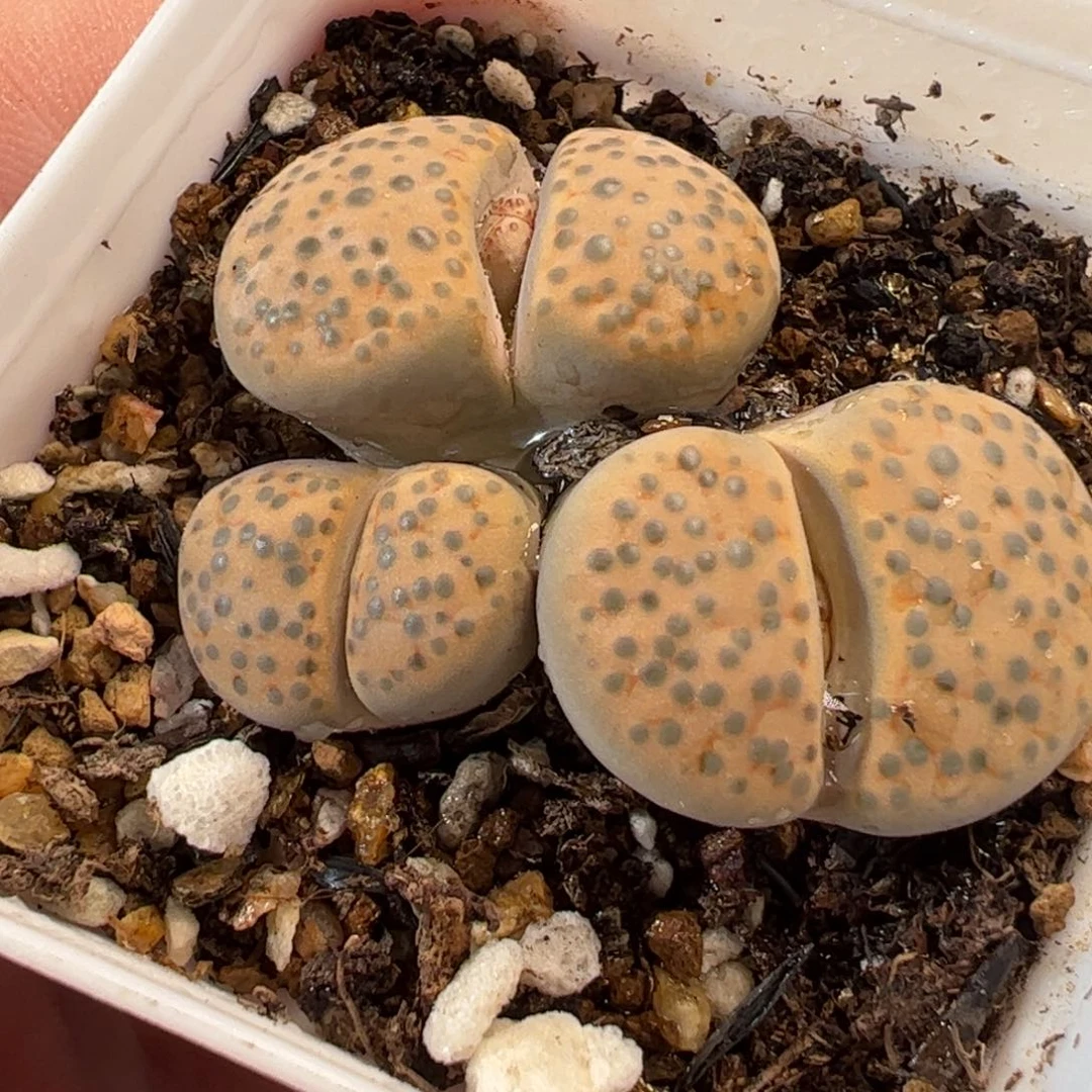 2303多肉植物百科