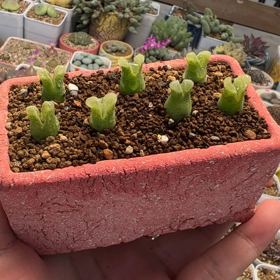 1122多肉植物百科不含盆