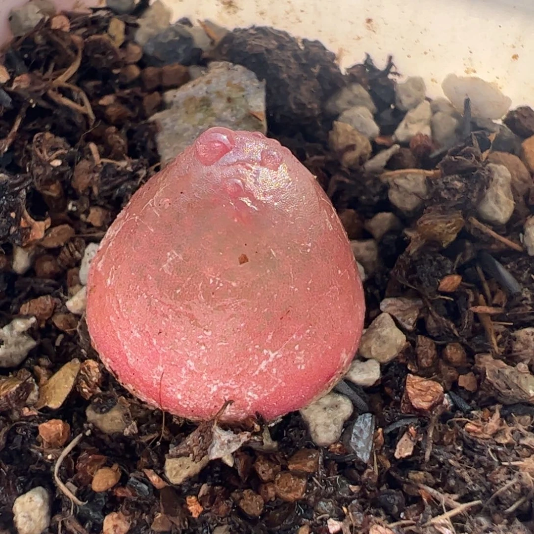 25082多肉植物百科