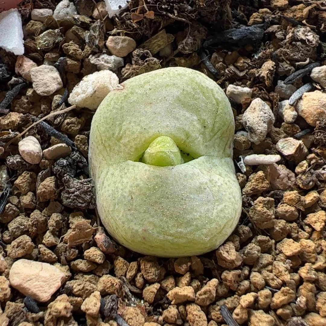 26087多肉植物百科