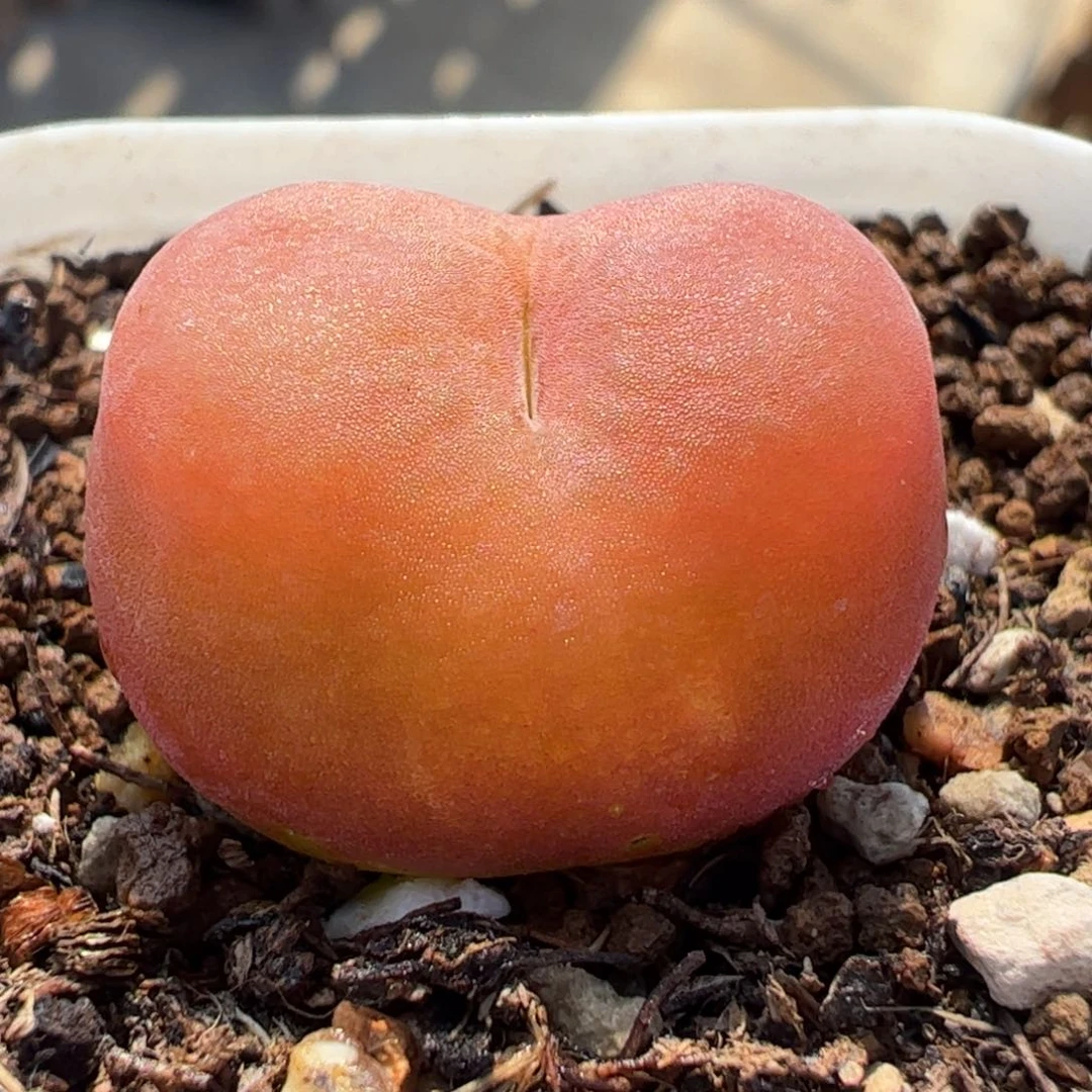 08044多肉植物百科