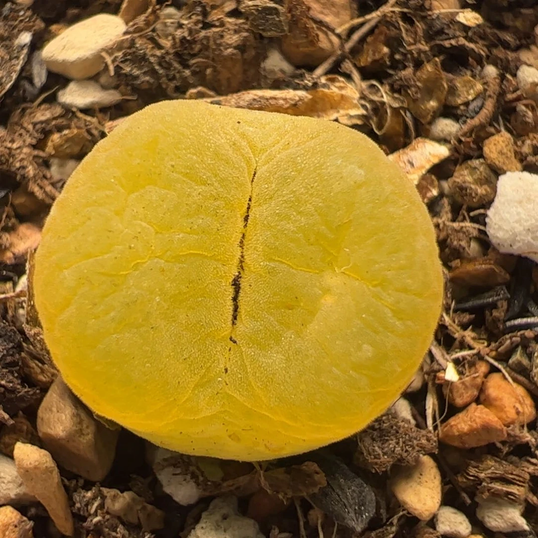 129多肉植物百科百科