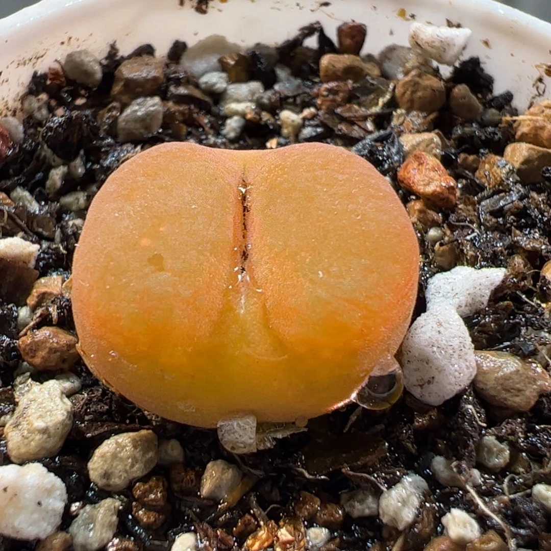 180147多肉植物百科