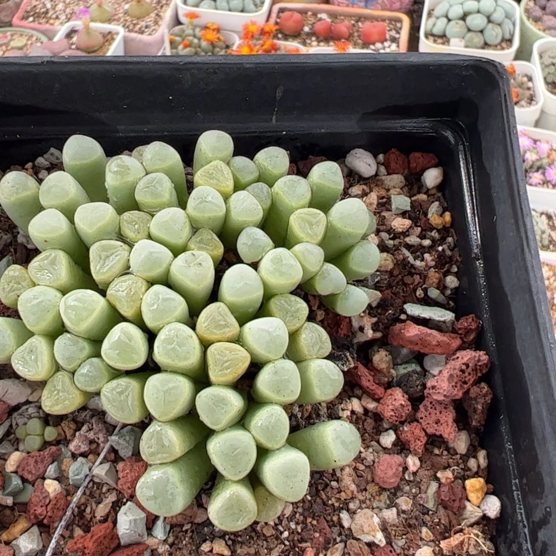 0501144多肉植物百科