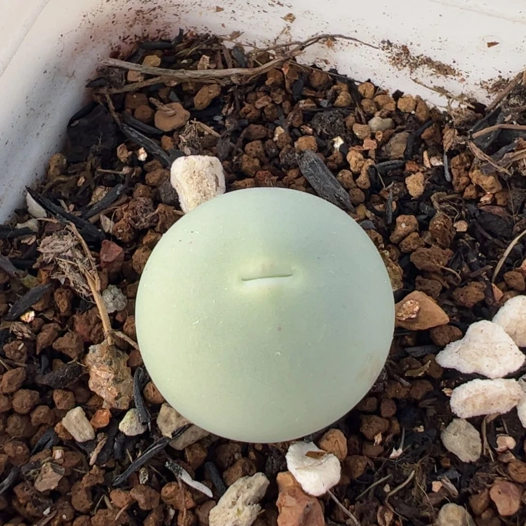 29015多肉植物百科