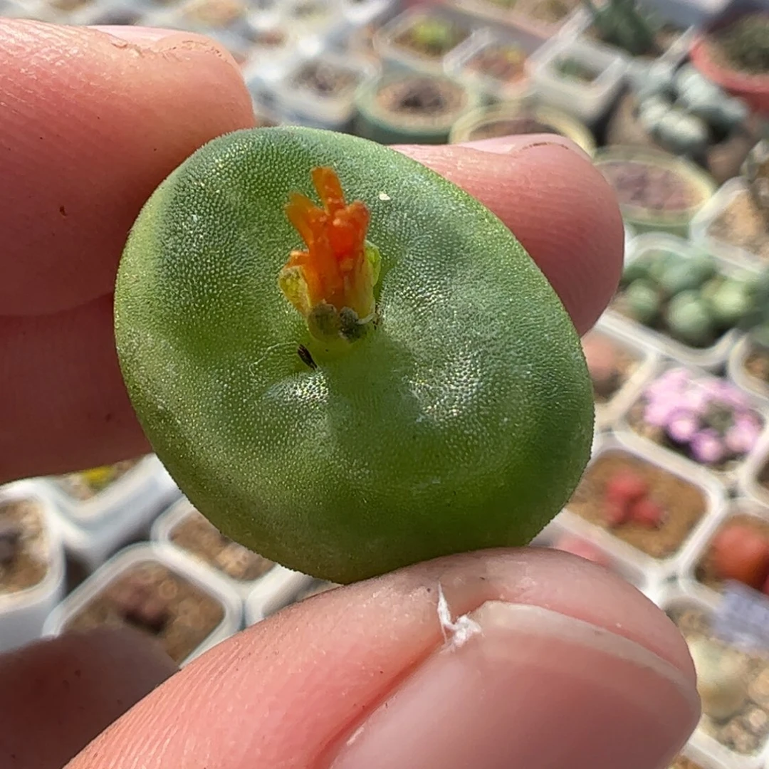 270141多肉植物百科