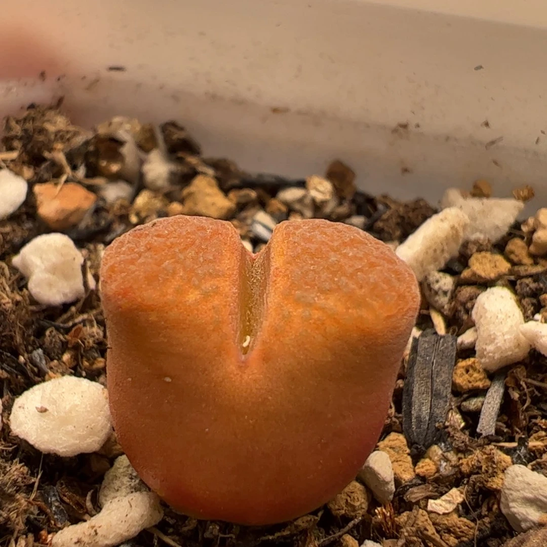 253多肉植物百科