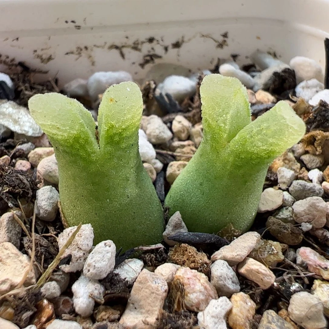160142多肉植物百科
