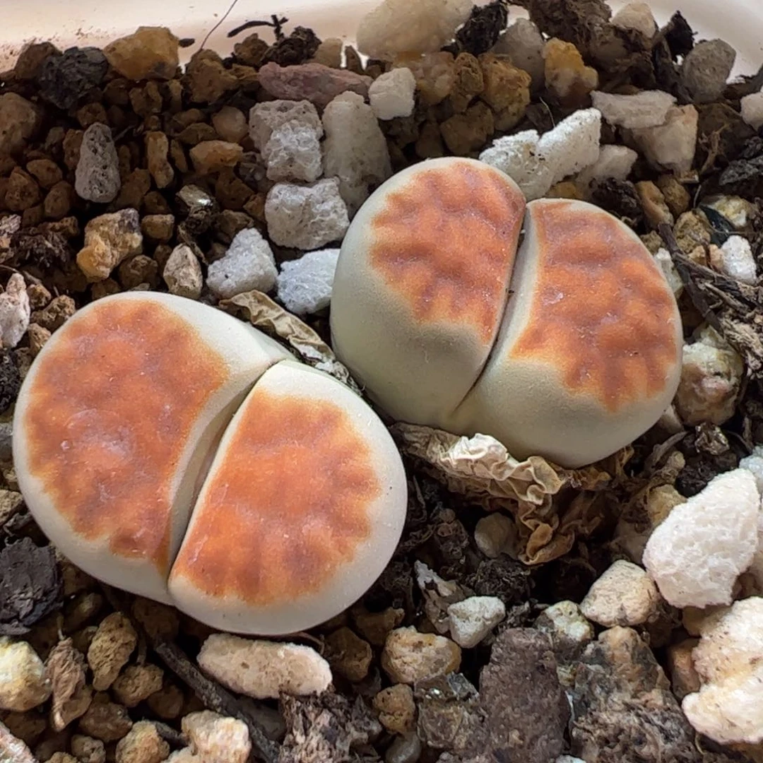 26064多肉植物百科