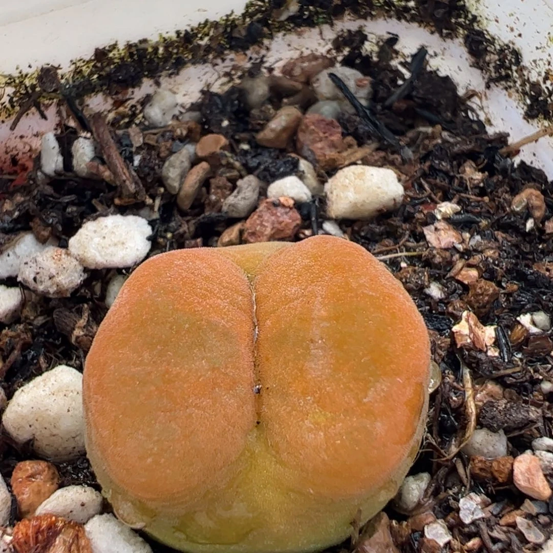 170205多肉植物百科