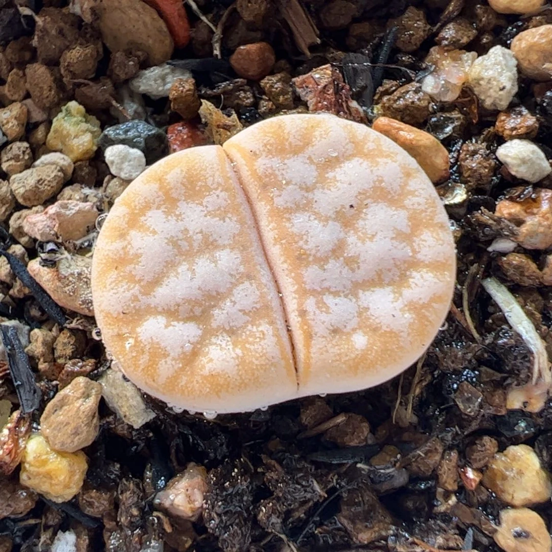 19029多肉植物百科
