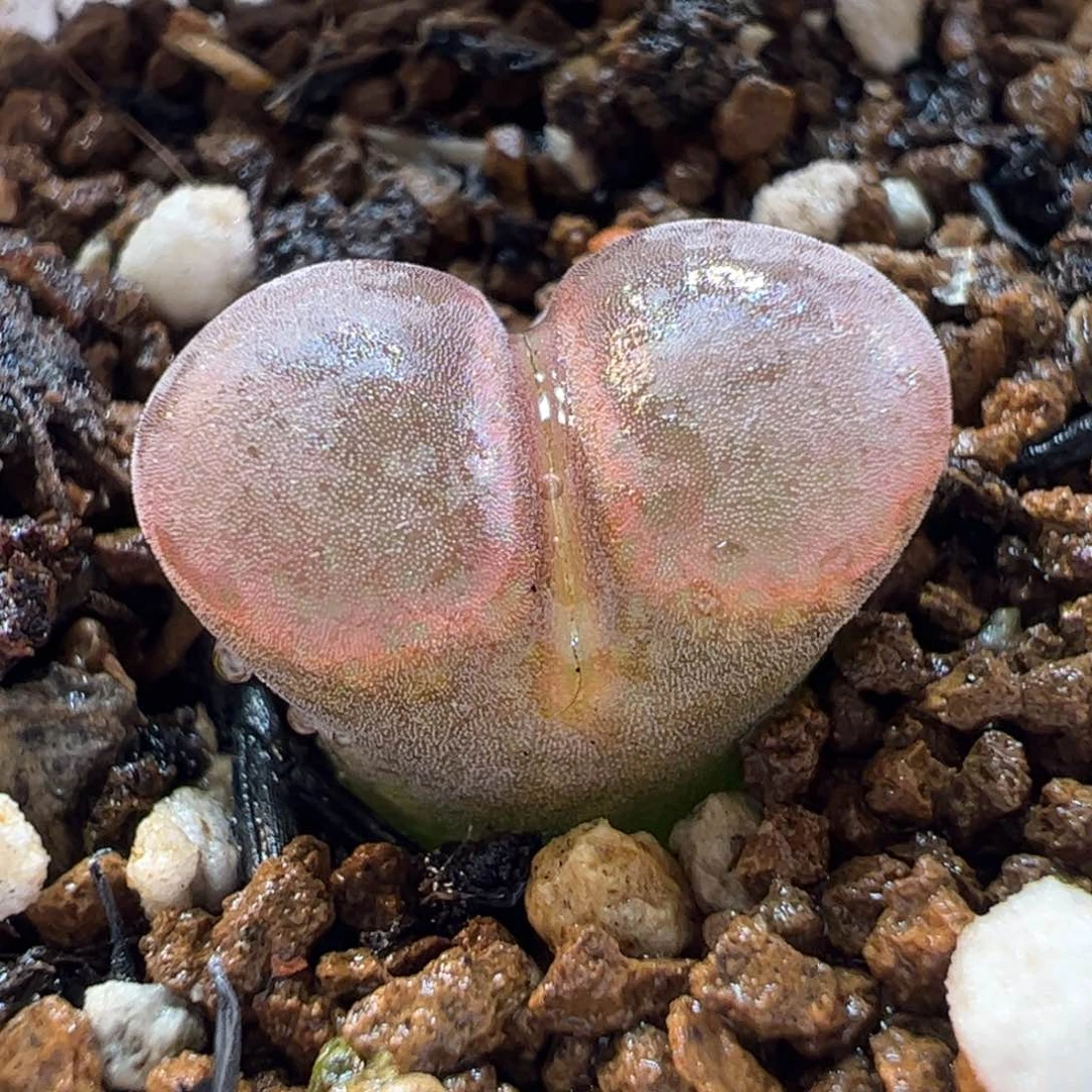180154多肉植物百科