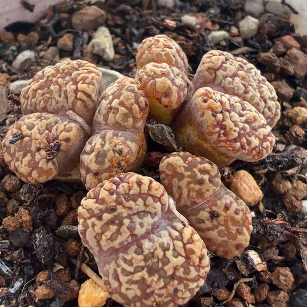 粉泡泡鸟多肉植物百科