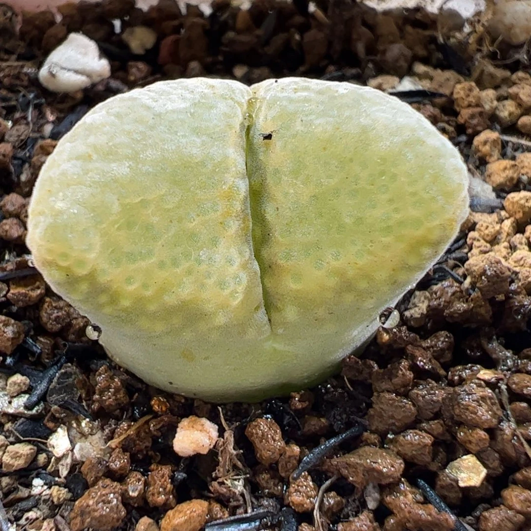 160183多肉植物百科