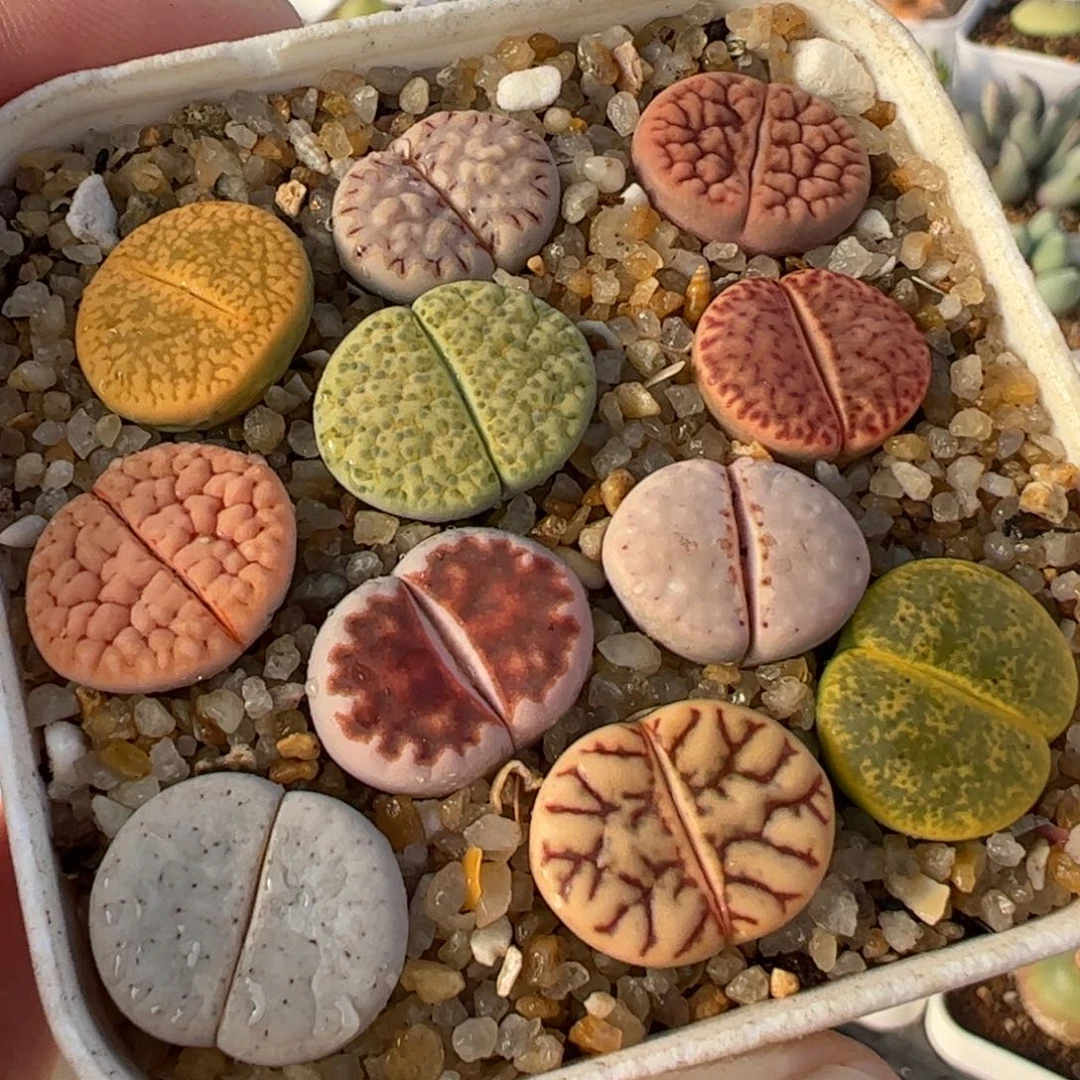 26017多肉植物百科