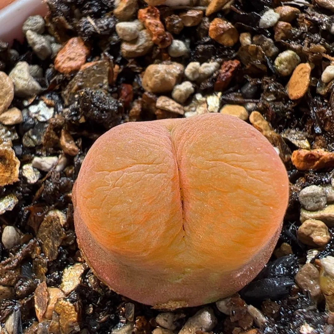 170196多肉植物百科