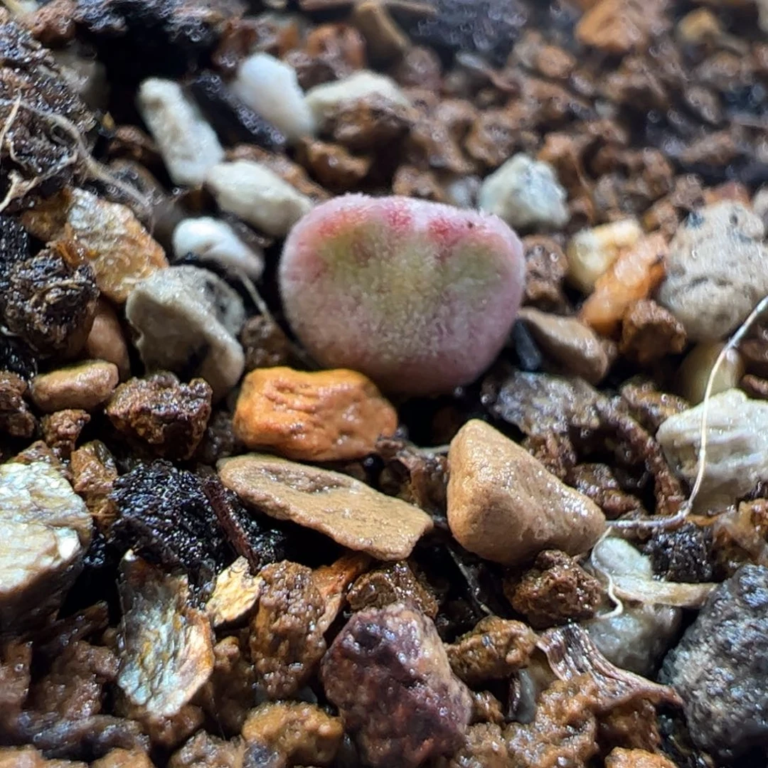 250119多肉植物百科