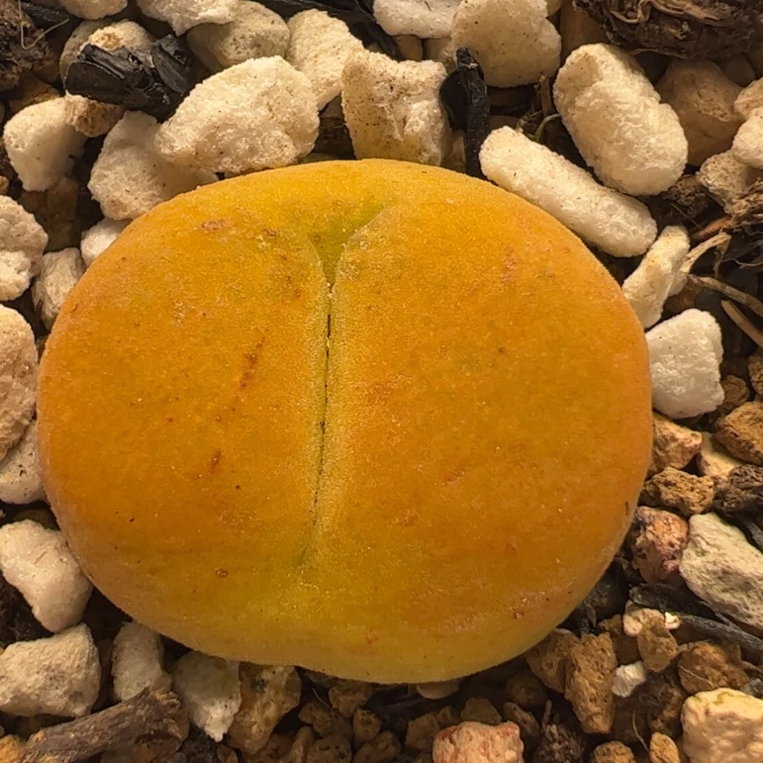 135多肉植物百科百科