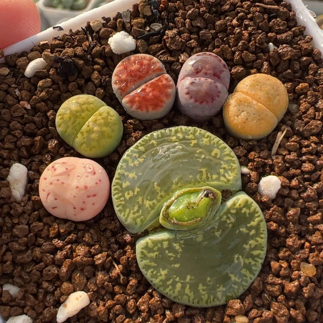 1122多肉植物百科