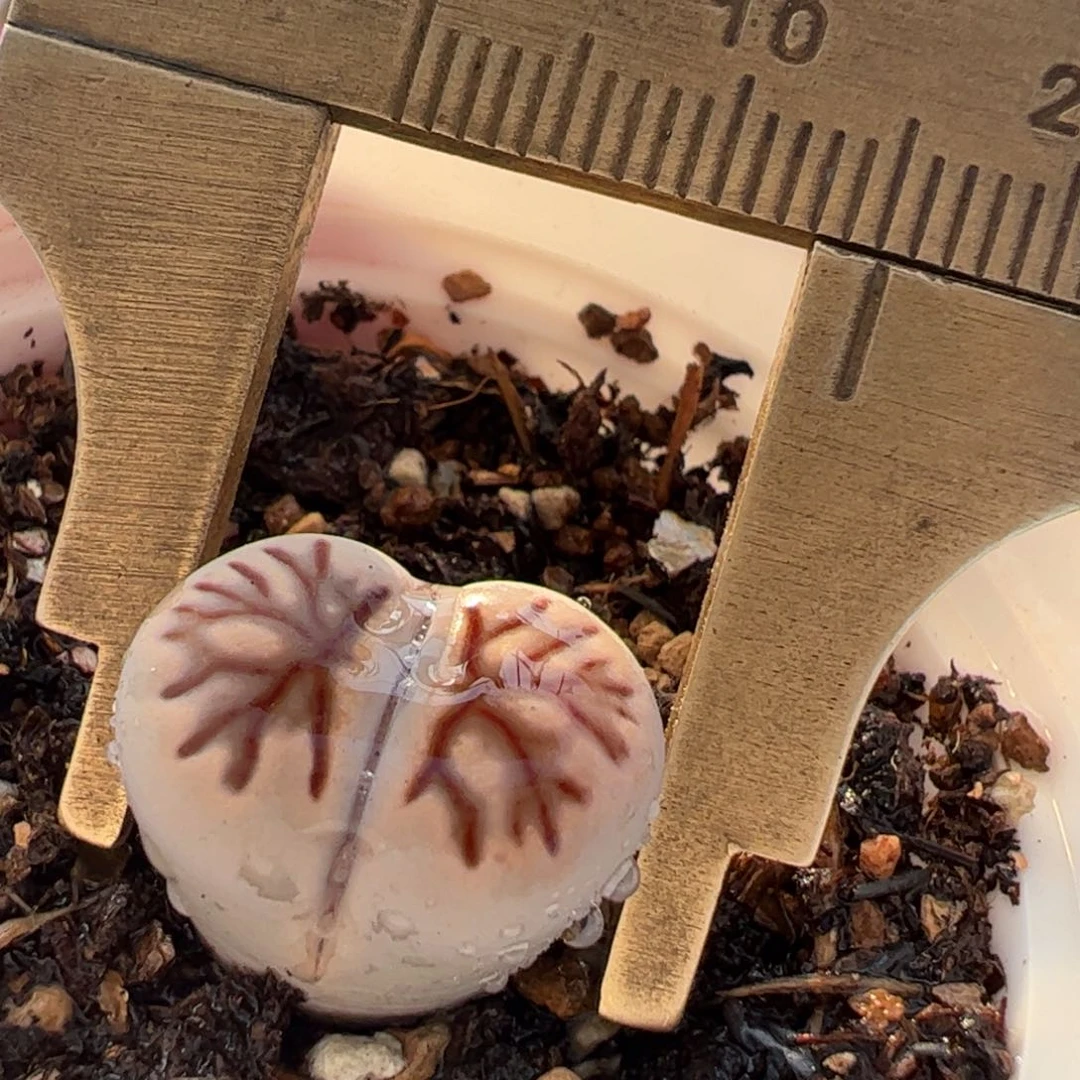 326多肉植物百科