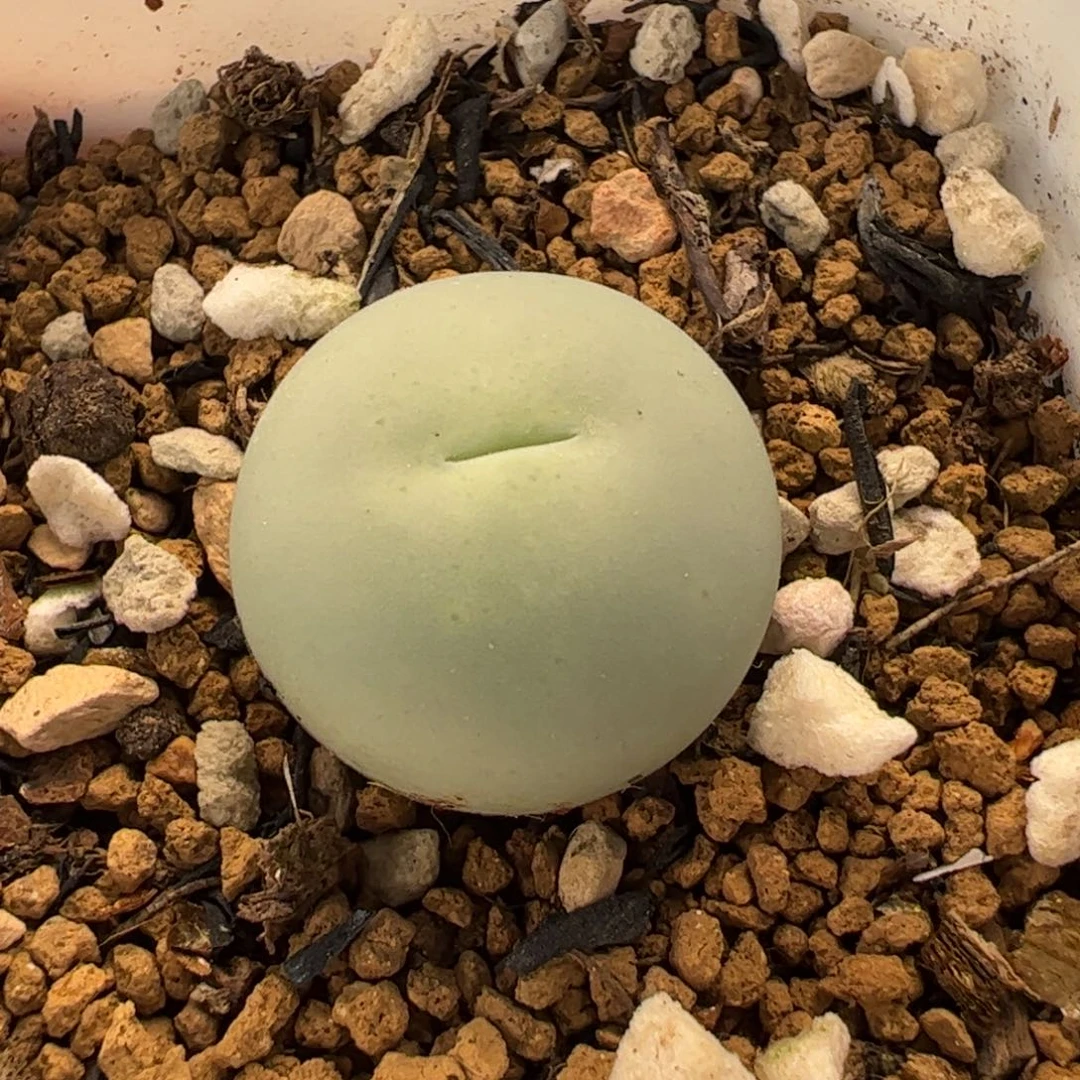 31016多肉植物百科