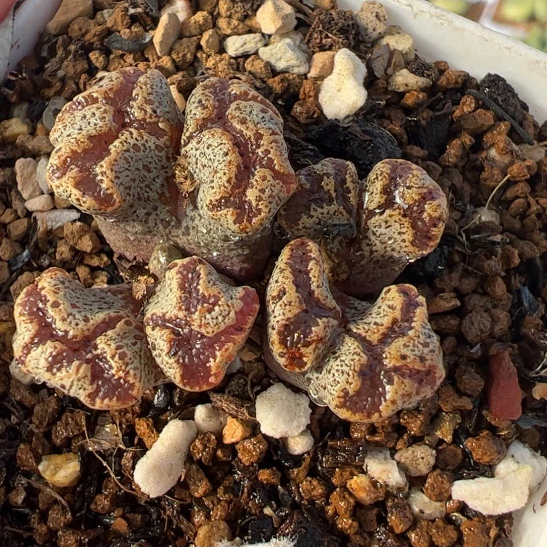 26038多肉植物百科