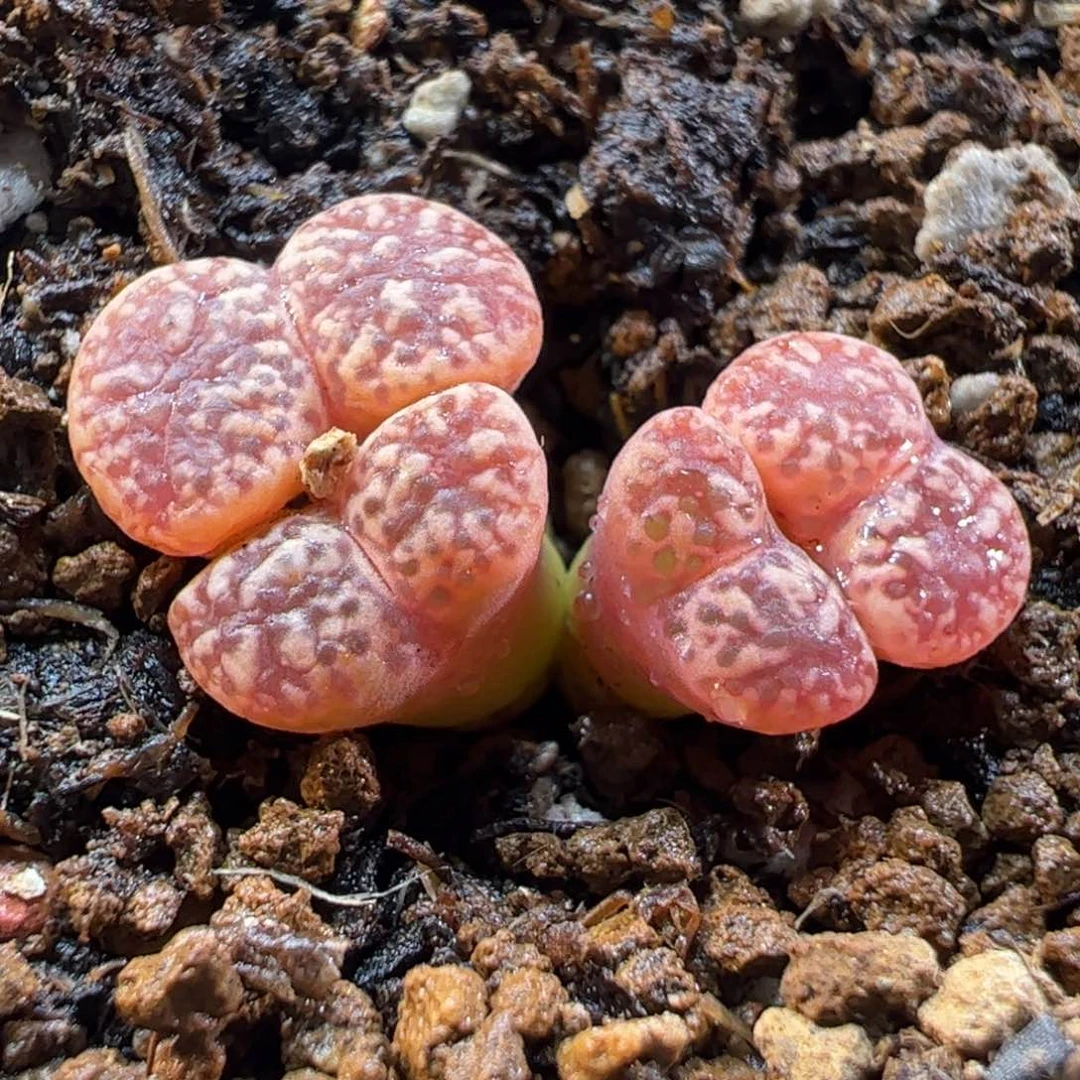 290196多肉植物百科