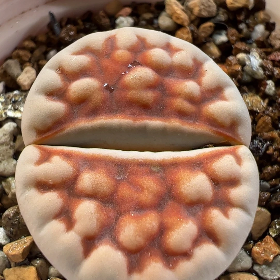 527多肉植物百科