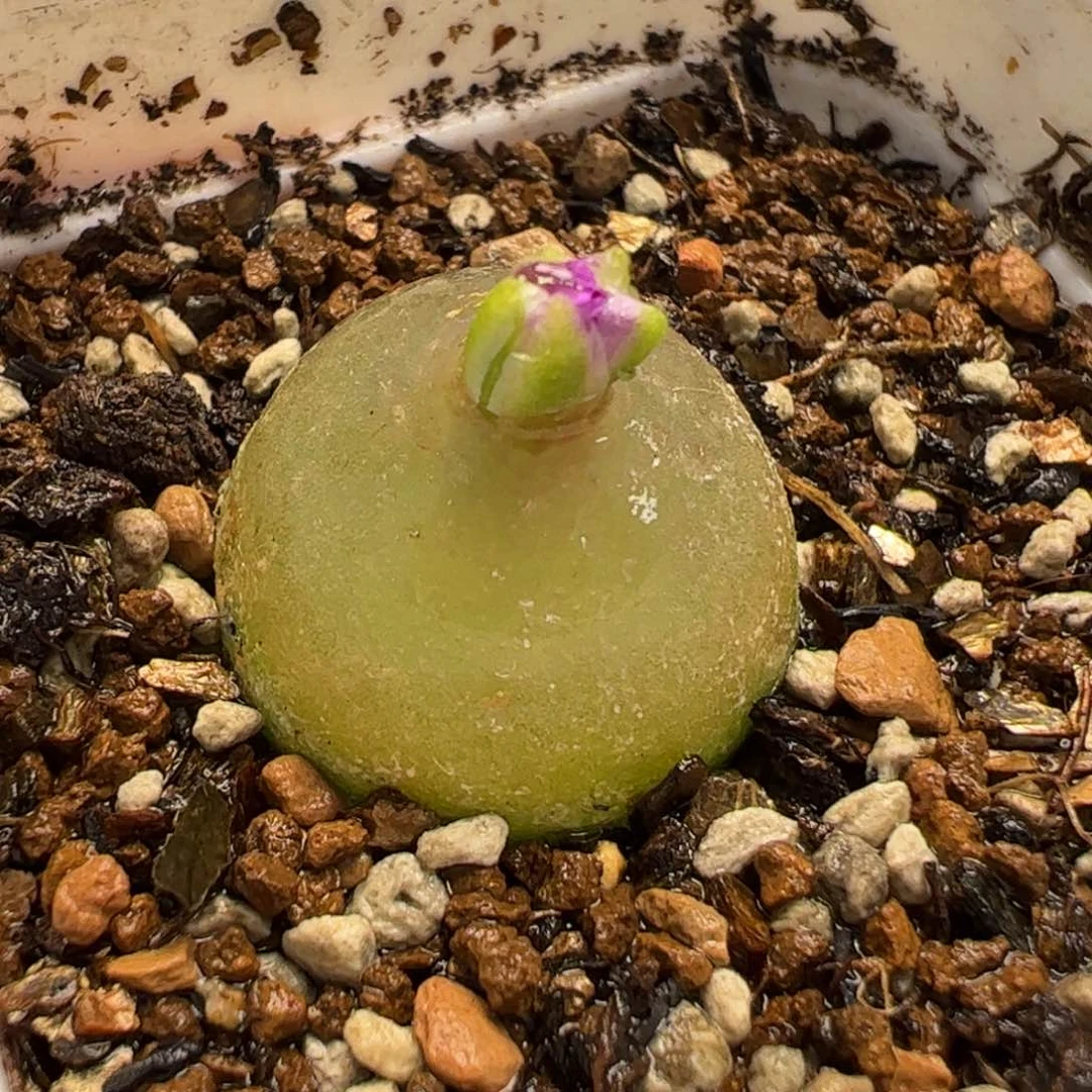 300203多肉植物百科