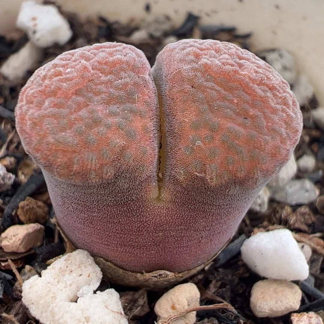 260122多肉植物百科