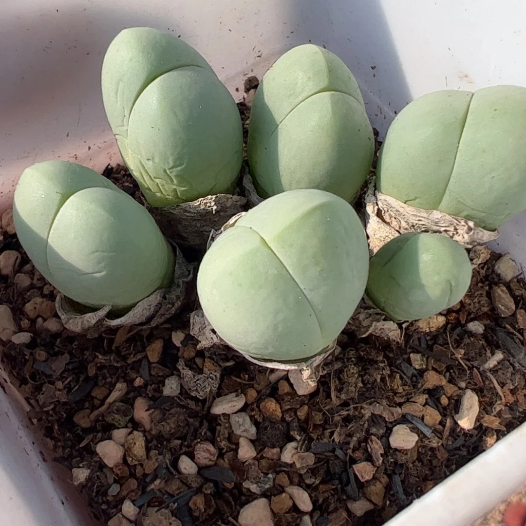 08028多肉植物百科