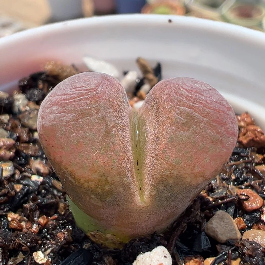 170210多肉植物百科
