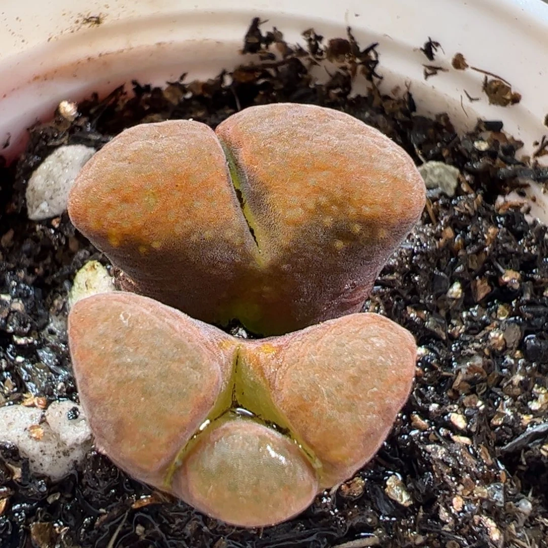 160118多肉植物百科