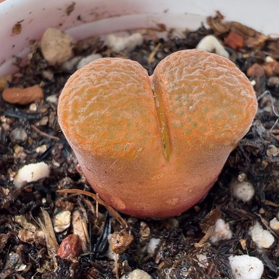 01056多肉植物百科