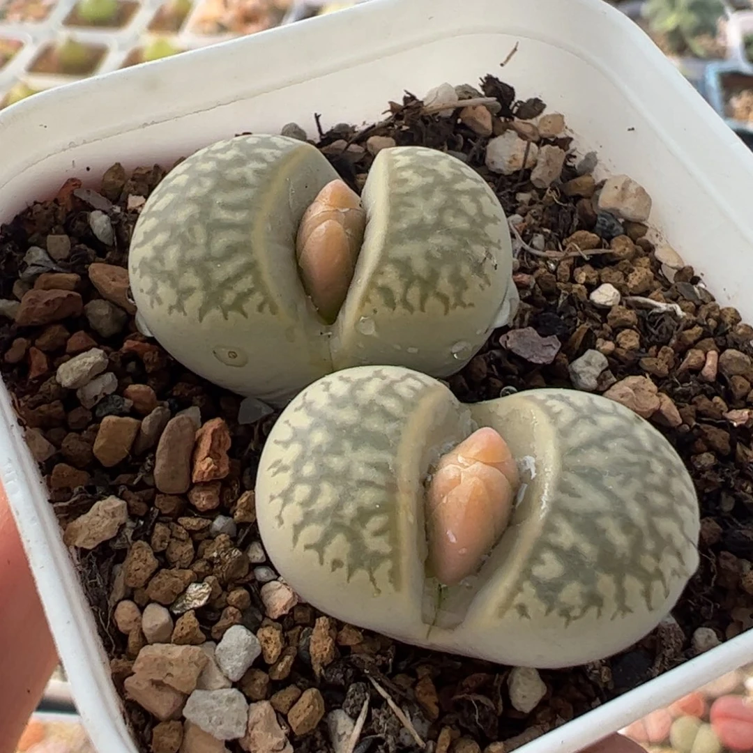 260179多肉植物百科