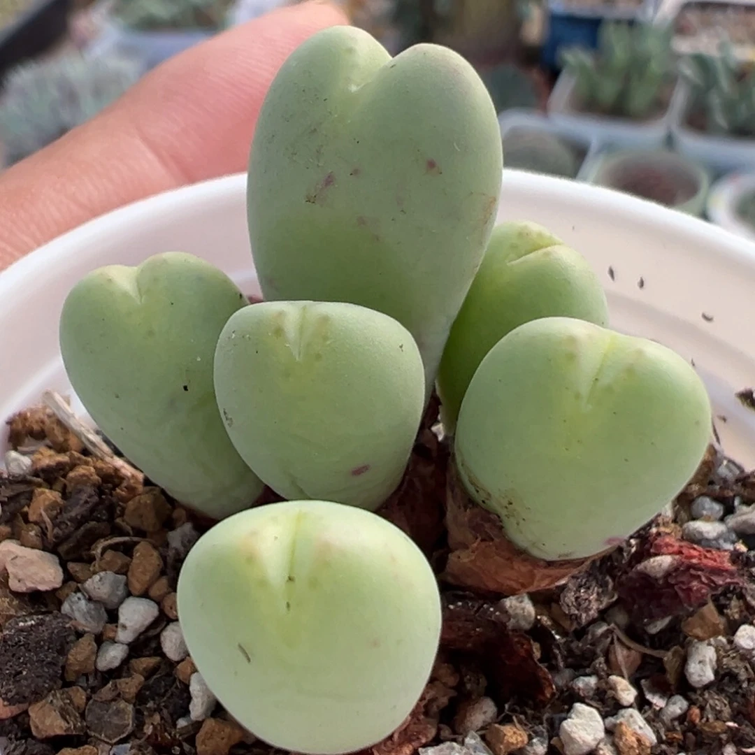 386多肉植物种类