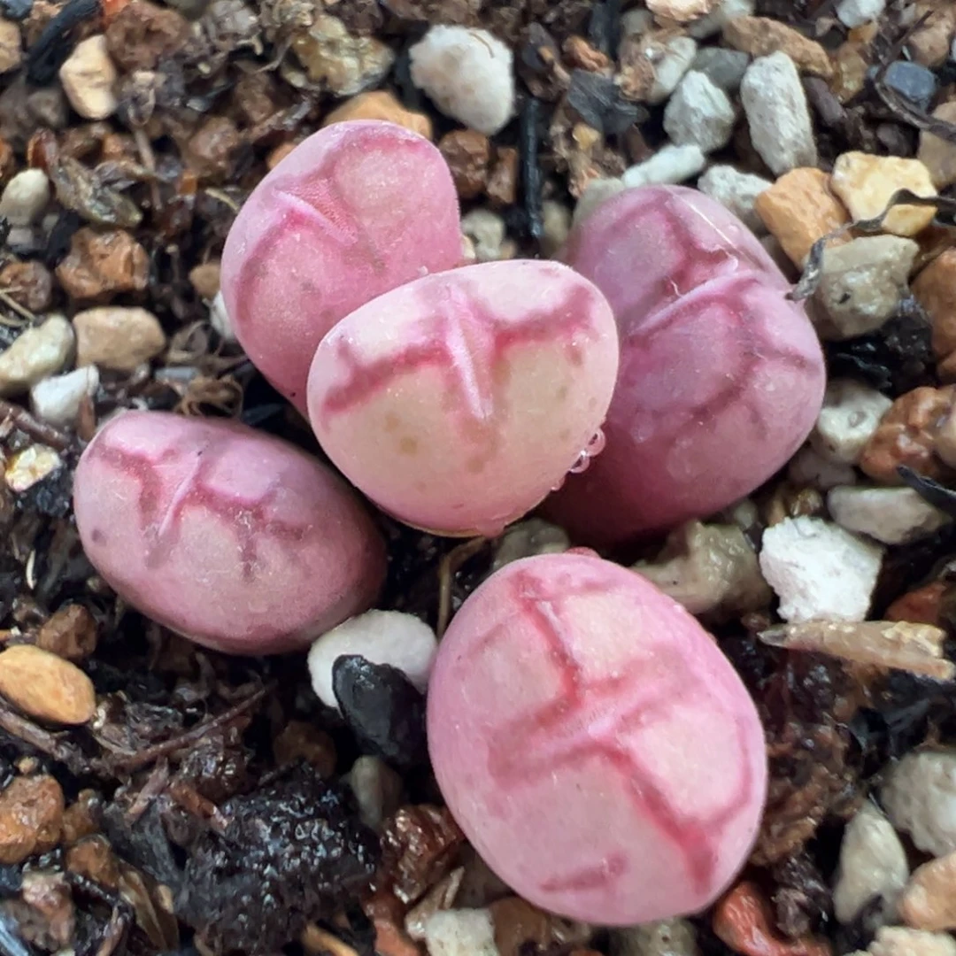 383多肉植物种类