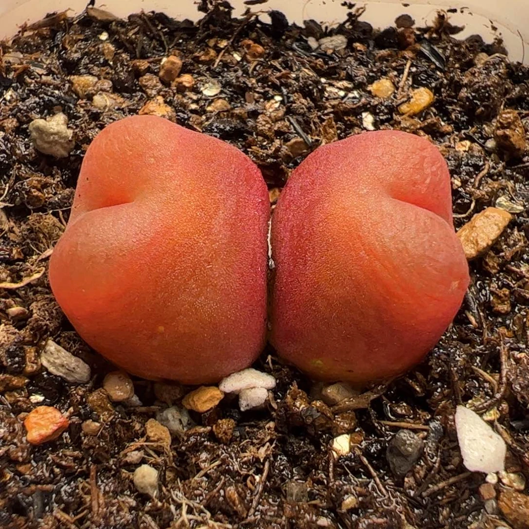 060103多肉植物百科