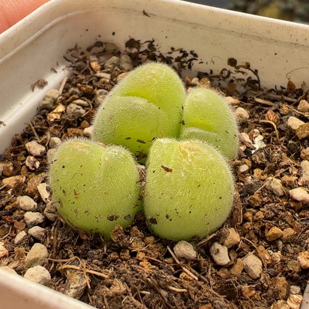 17032多肉植物百科