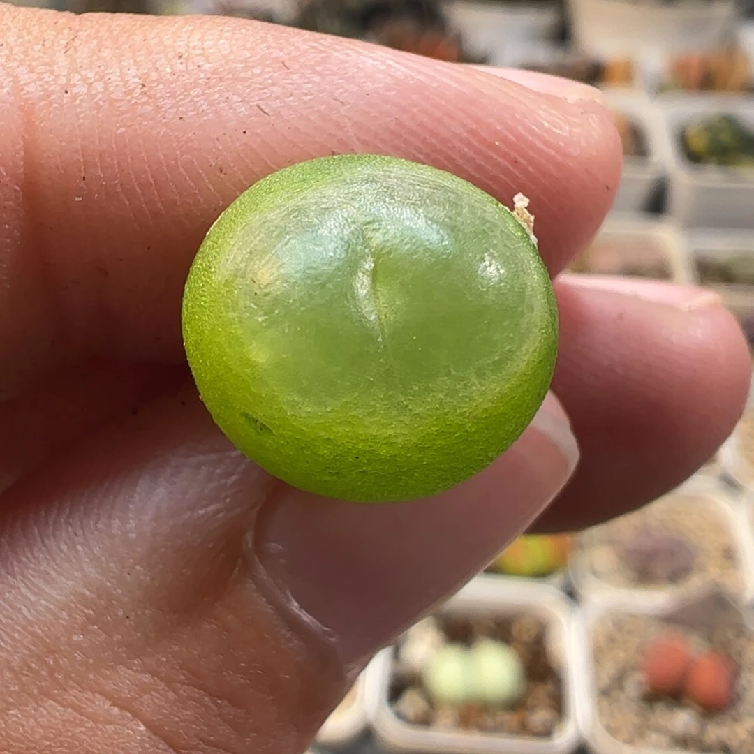 27072多肉植物百科