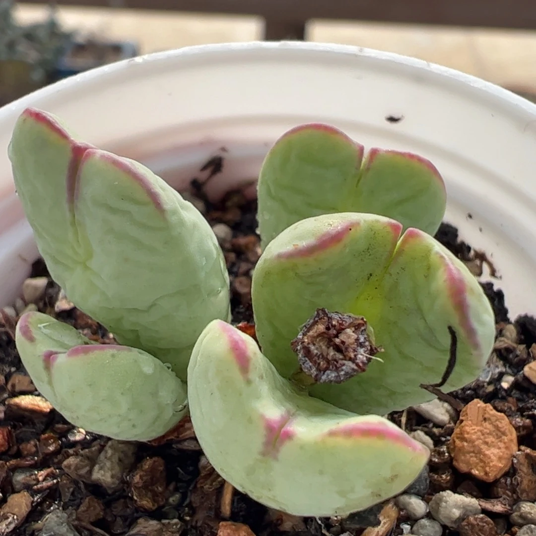 514多肉植物百科
