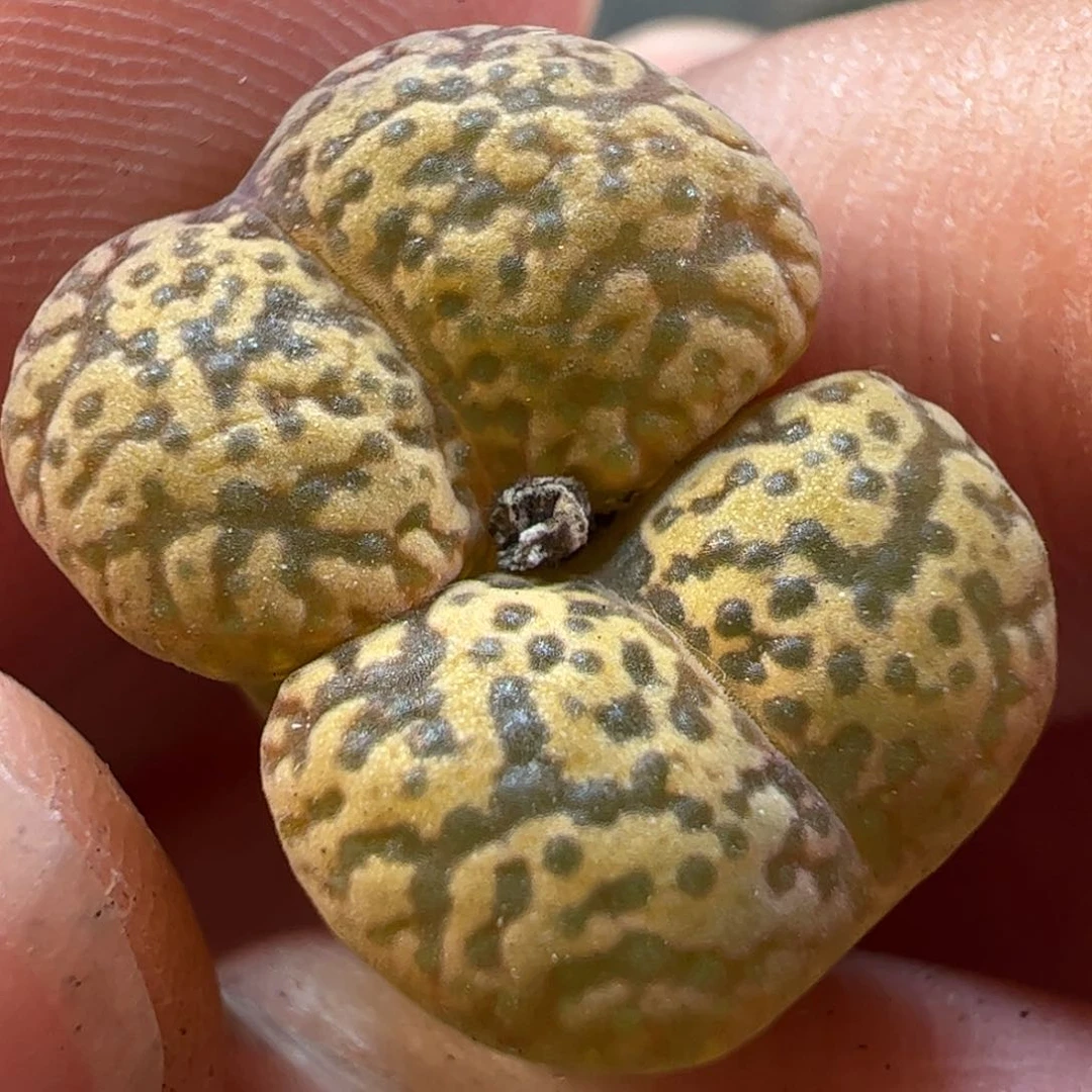 365多肉植物百科