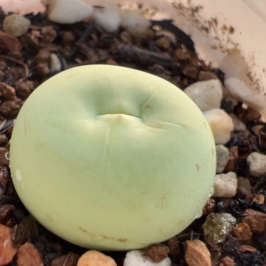 328多肉植物种类